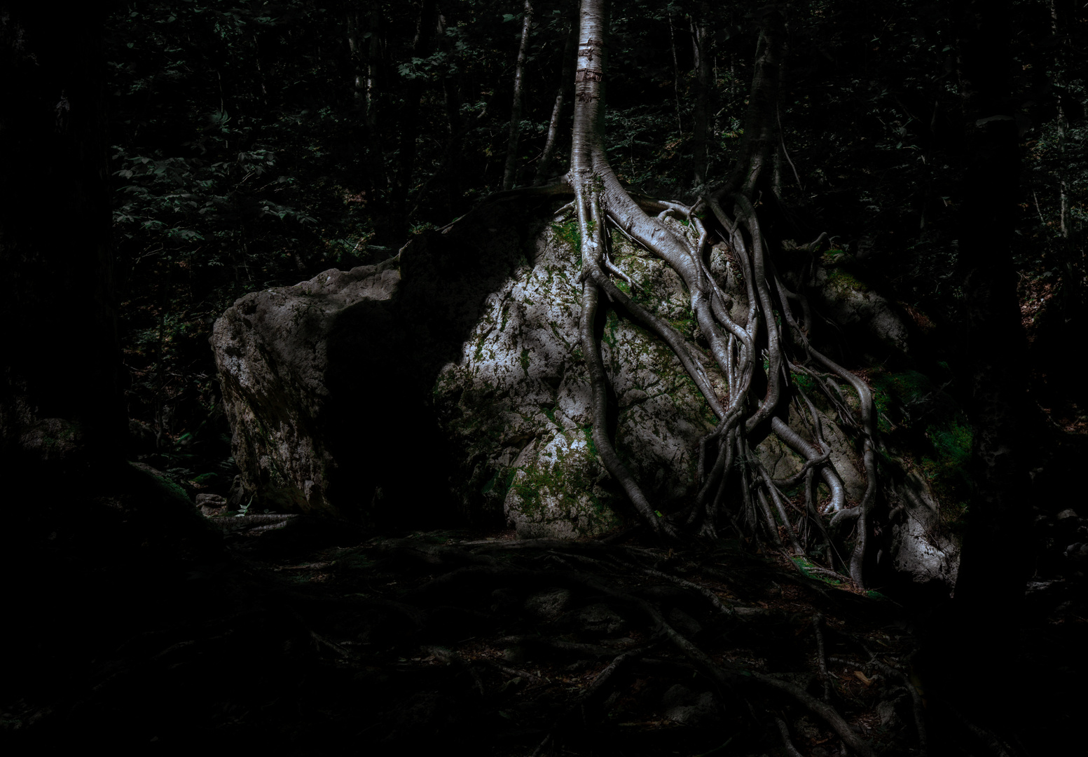 Dark Forrest @ Nova Scotia, Canada