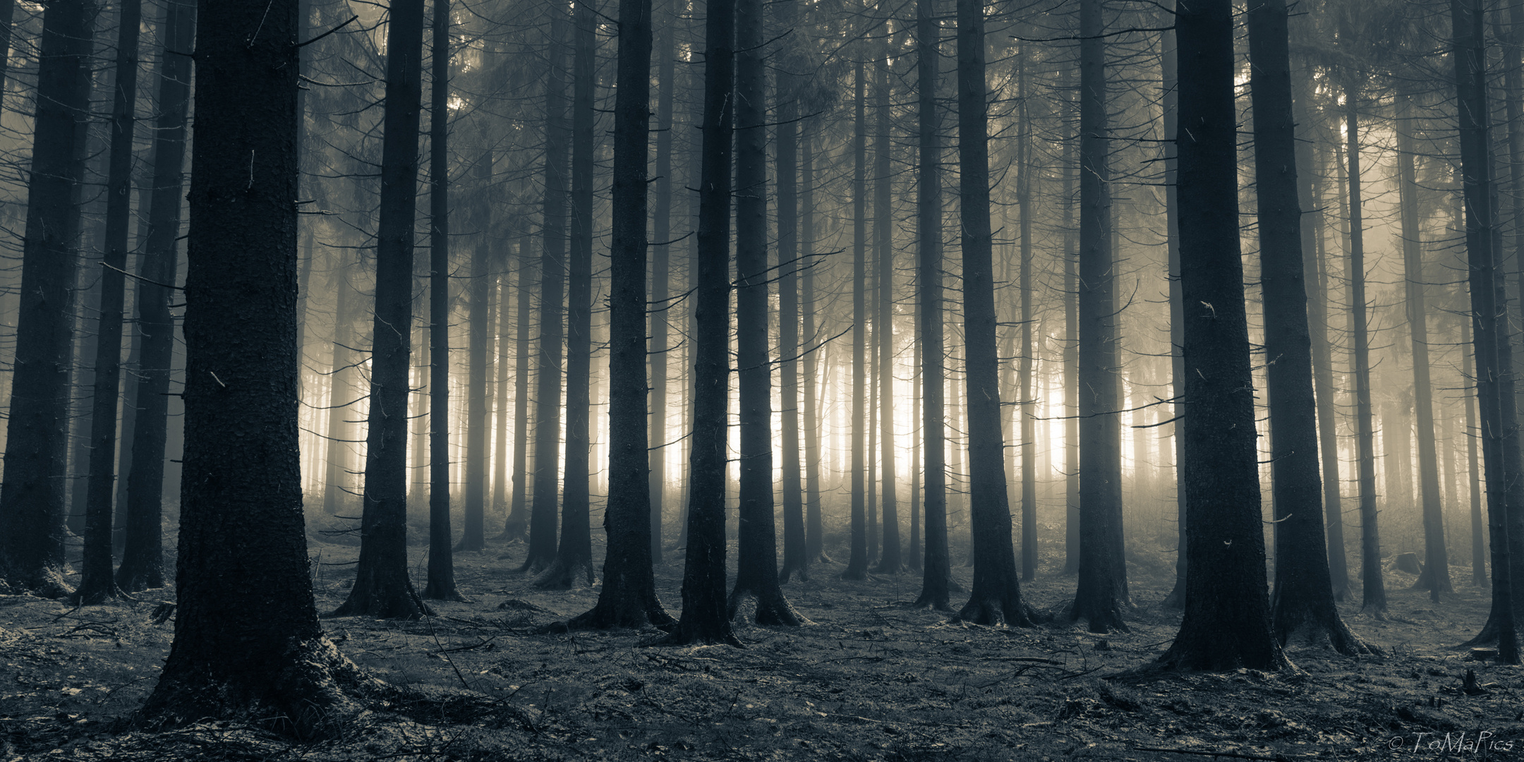 Dark Franconia Forest