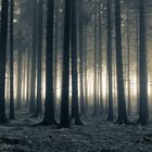 Dark Franconia Forest