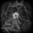 Dark Geranium