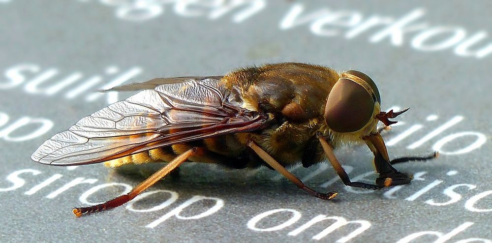 Dark Giant Horsefly