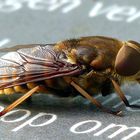 Dark Giant Horsefly