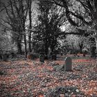 Dark Graveyard