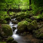 Dark Green Forest