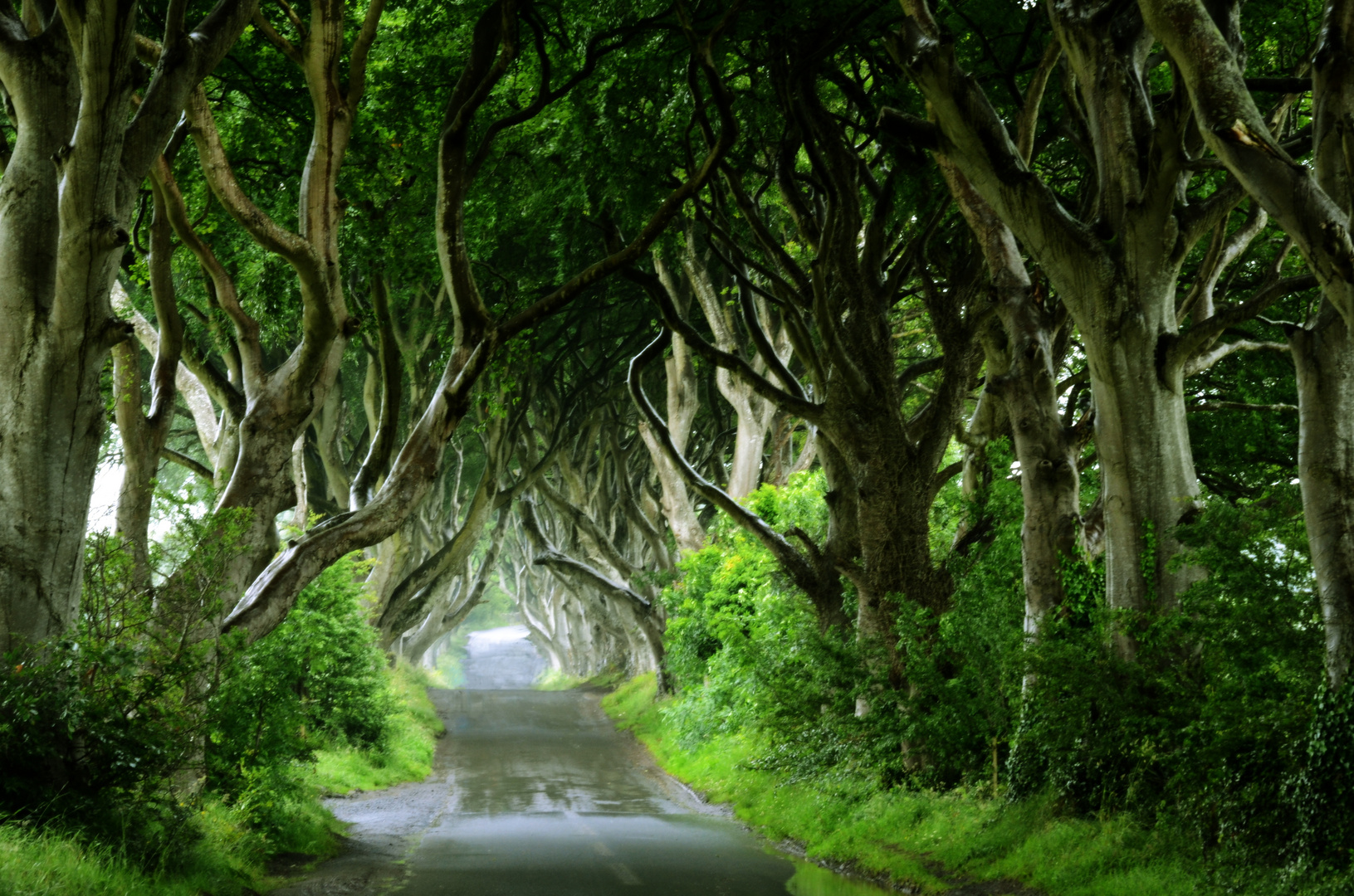 Dark Hedge, Irland 2016