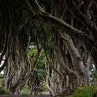 Dark Hedges