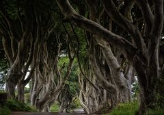 Dark Hedges