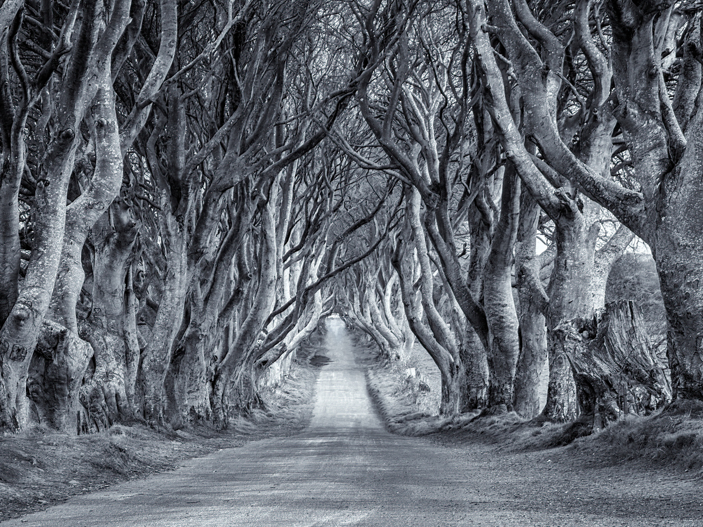 Dark Hedges