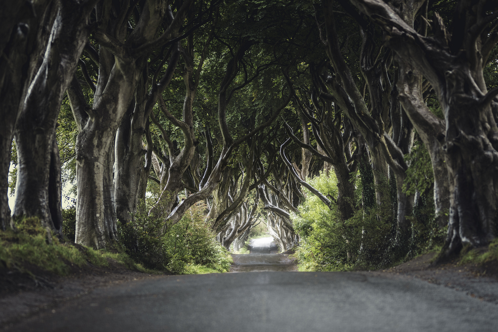 Dark Hedges