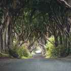 Dark Hedges