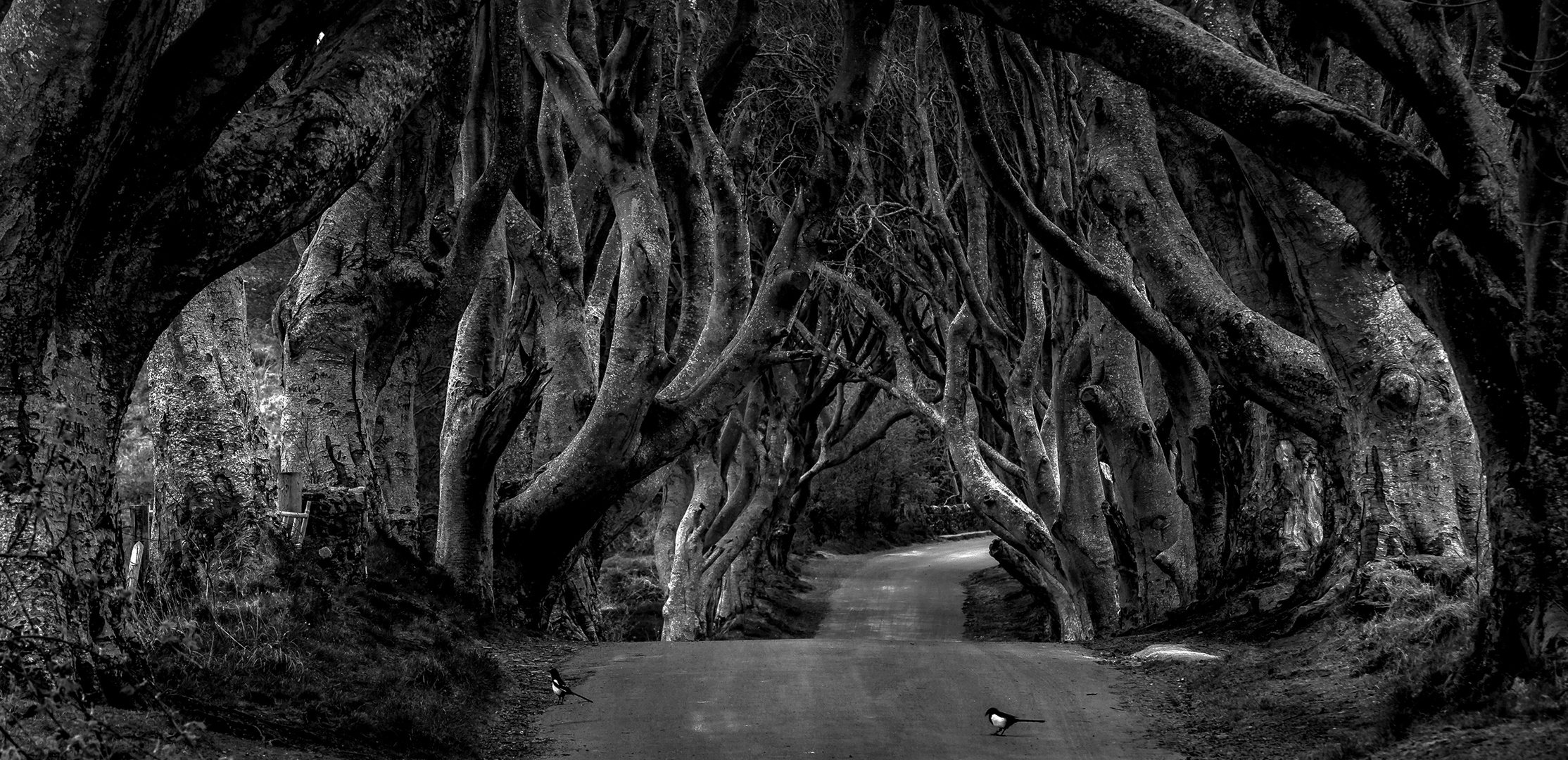 Dark Hedges