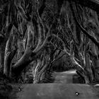 Dark Hedges