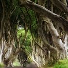 dark hedges 2