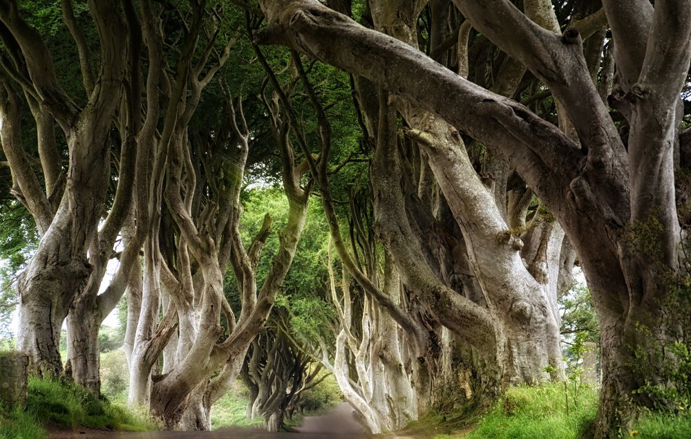 dark hedges 2