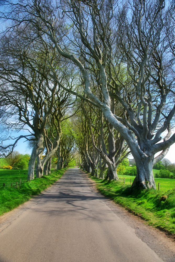 dark hedges