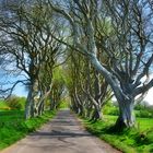 dark hedges