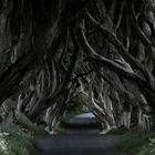 Dark Hedges