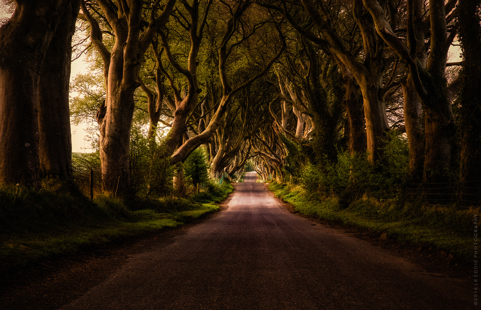 Dark Hedges