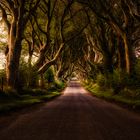 Dark Hedges