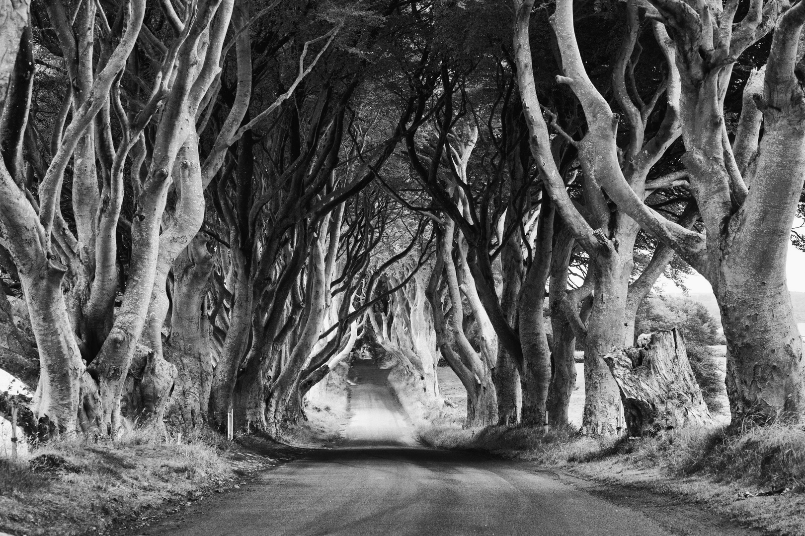 Dark Hedges