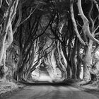 Dark Hedges