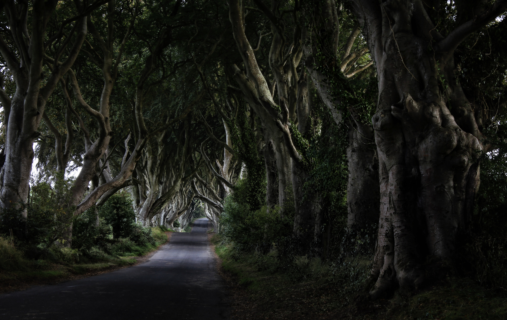 Dark Hedges