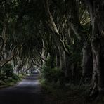 Dark Hedges