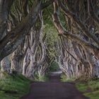 Dark Hedges