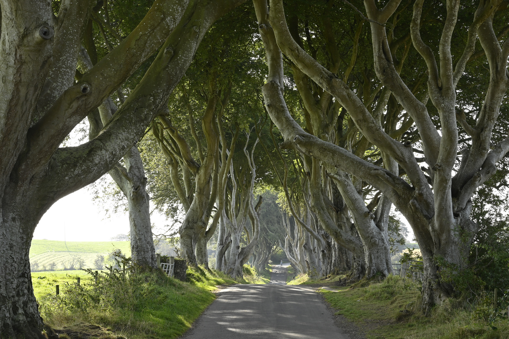 Dark Hedges