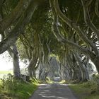 Dark Hedges