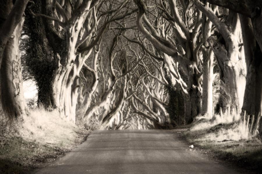 Dark Hedges