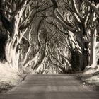 Dark Hedges