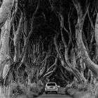 Dark Hedges