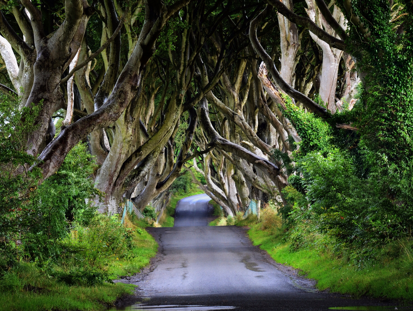 Dark Hedges