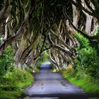 Dark Hedges