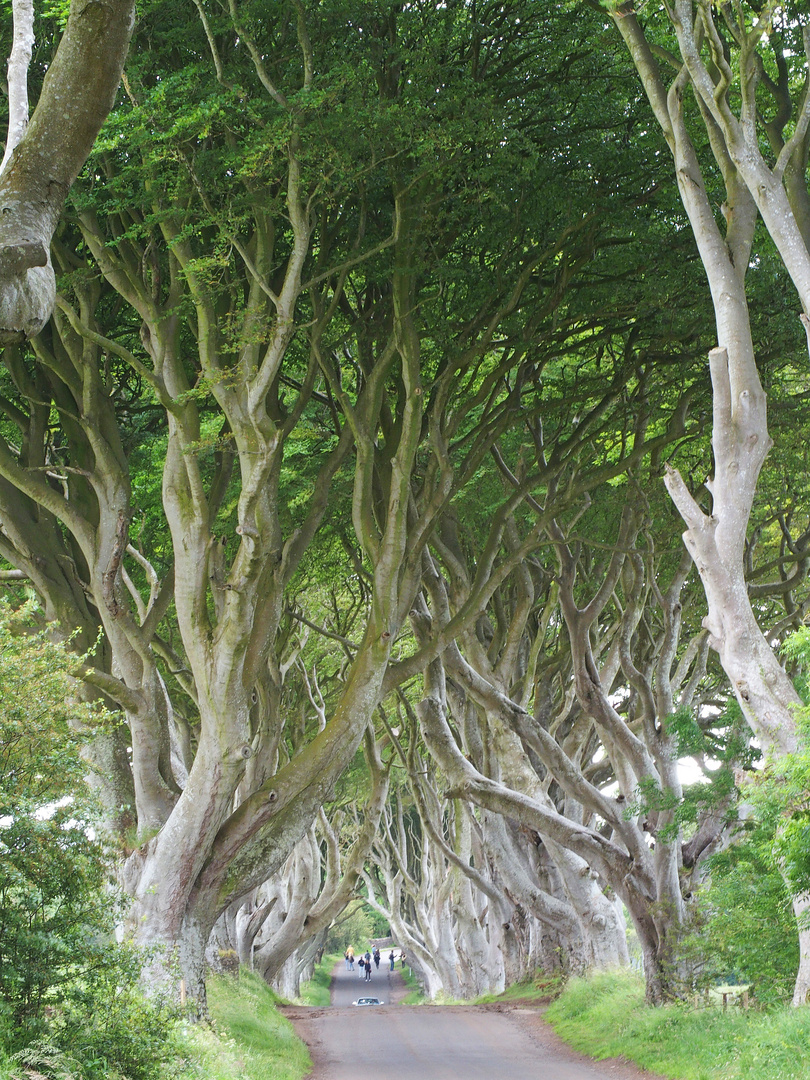 Dark Hedges