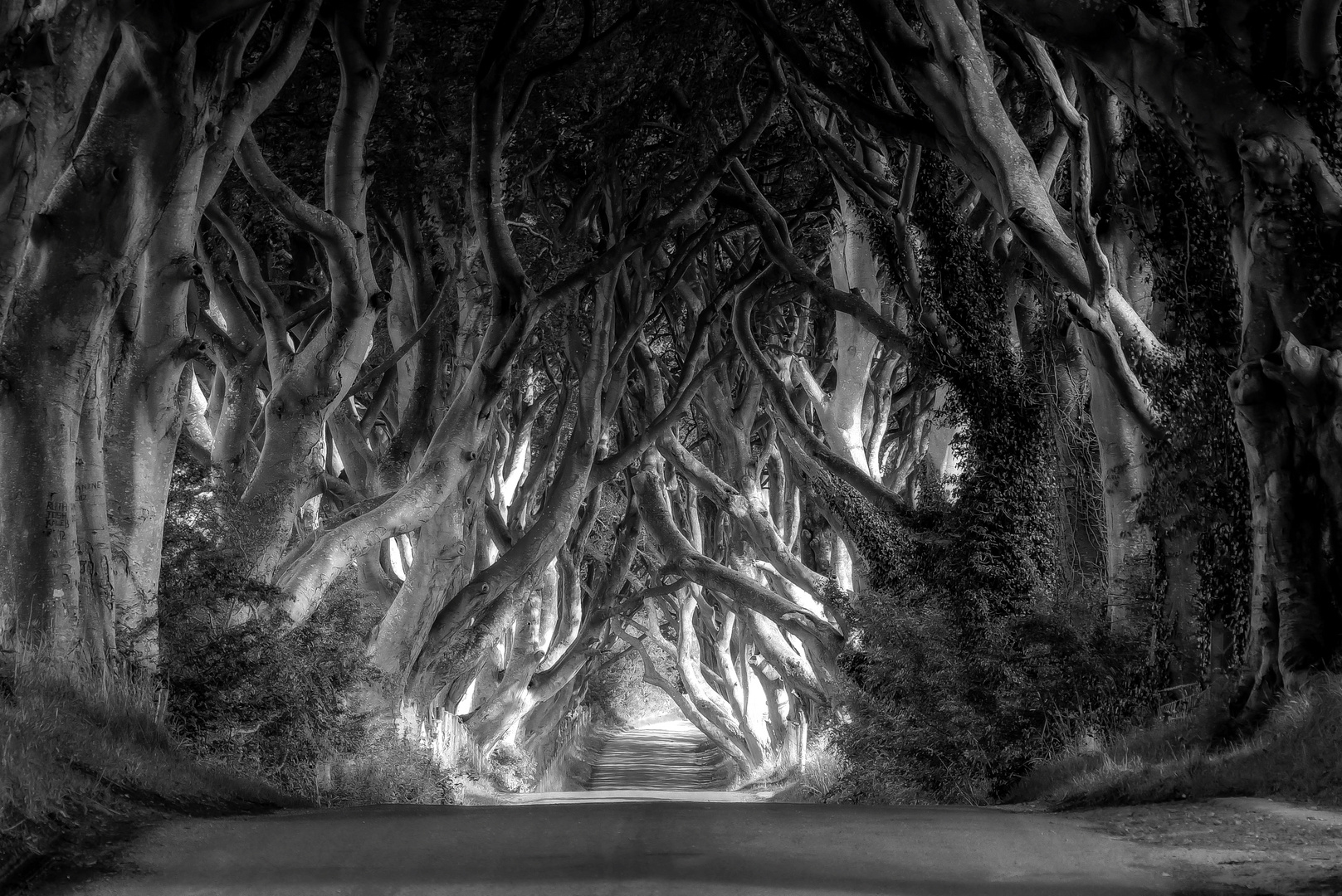 Dark Hedges