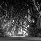 Dark Hedges