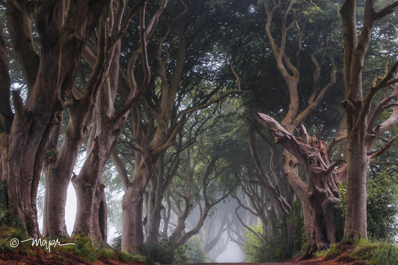 Dark Hedges