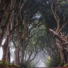 Dark Hedges