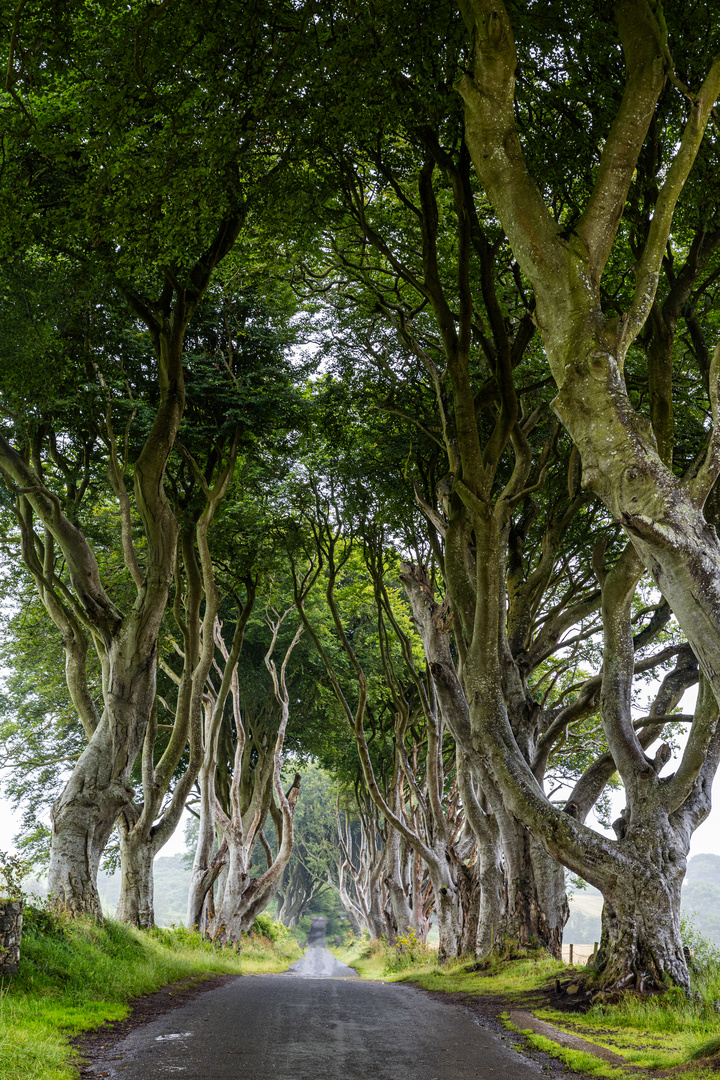 Dark Hedges