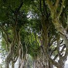 Dark Hedges