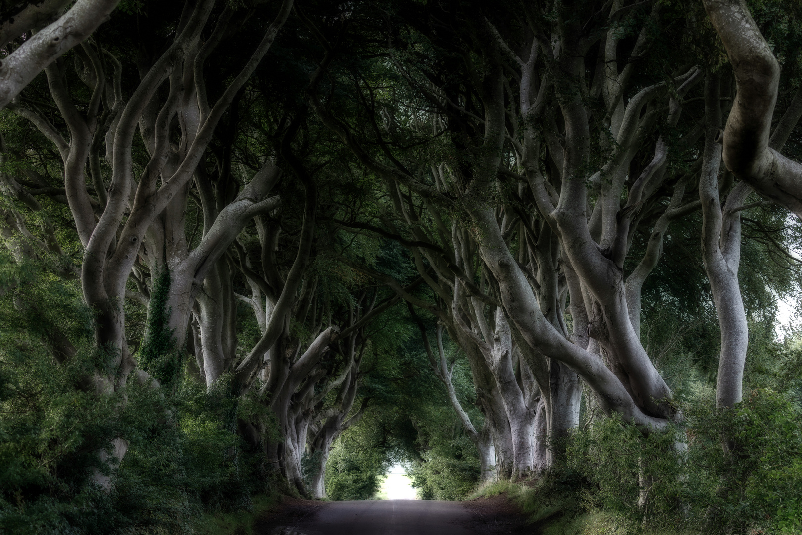 Hedges Hedges