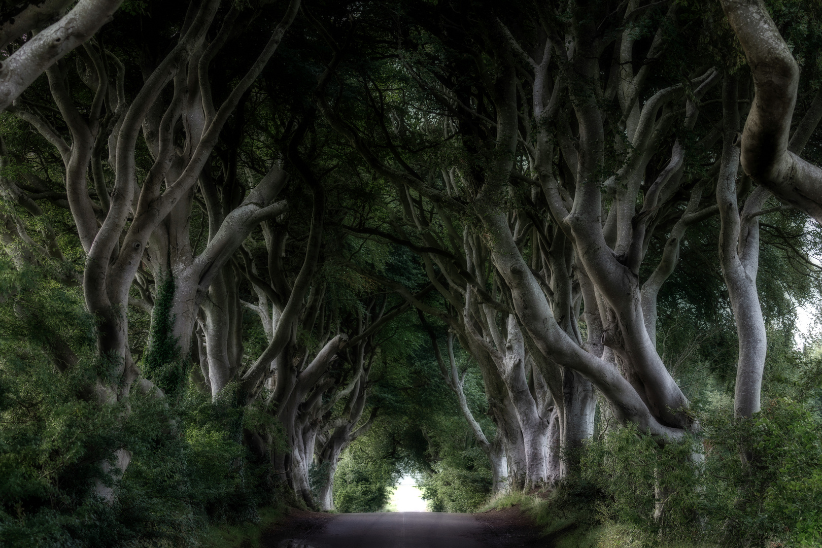 Dark Hedges