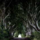 Dark Hedges