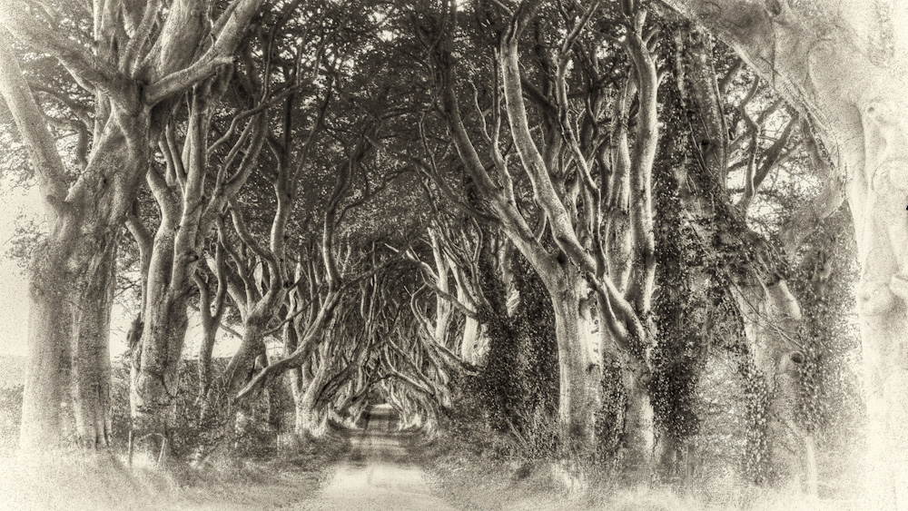 Dark Hedges  -  Antrim/Nordirland