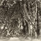 Dark Hedges  -  Antrim/Nordirland