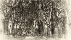 Dark Hedges  -  Antrim/Nordirland