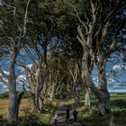 Dark Hedges aus Drohnensicht