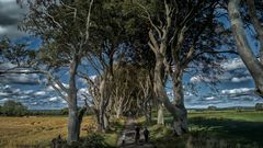 Dark Hedges aus Drohnensicht